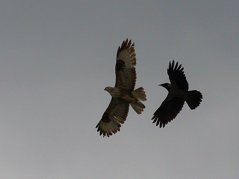 Battaglia in volo